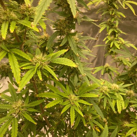 Janelle  growlog photo: She’s got the tent to herself now. 