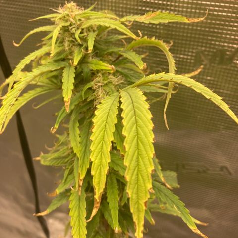 Janelle  growlog photo: She’s got the tent to herself now. 