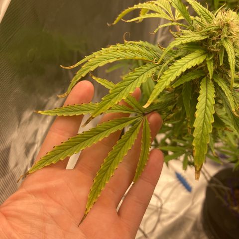 Janelle  growlog photo: She’s got the tent to herself now. 