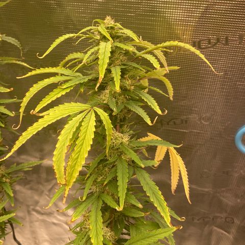 Janelle  growlog photo: She’s got the tent to herself now. 