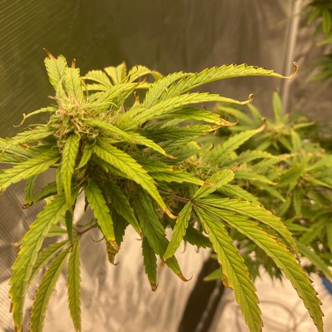 Janelle  growlog photo: She’s got the tent to herself now. 