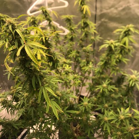 Janelle  growlog timeline photo