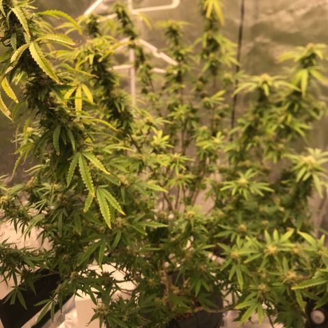 Janelle  growlog timeline photo