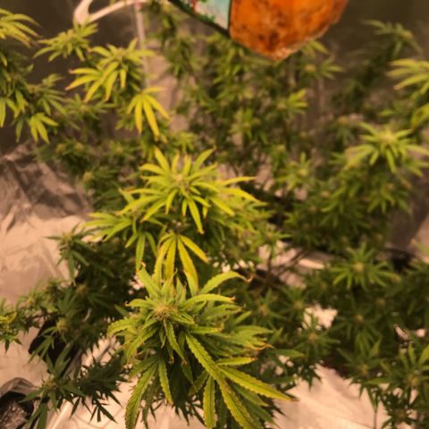 Janelle  growlog timeline photo