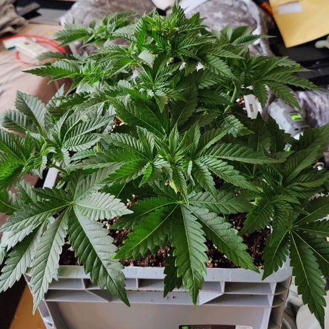 Cherry Pie growlog timeline photo