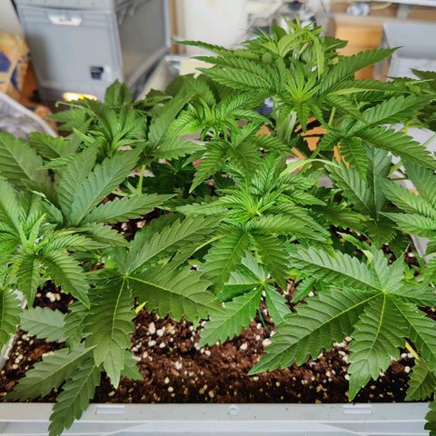 Cherry Pie growlog timeline photo