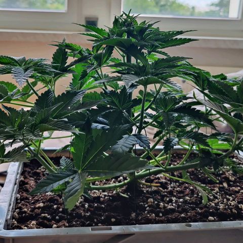 Cherry Pie growlog timeline photo