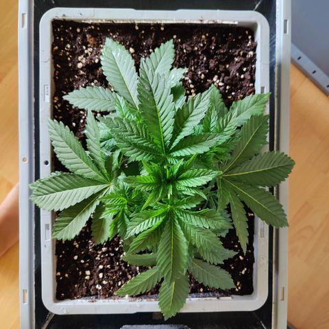 Cherry Pie growlog timeline photo