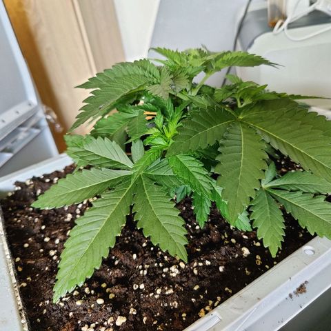 Cherry Pie growlog timeline photo