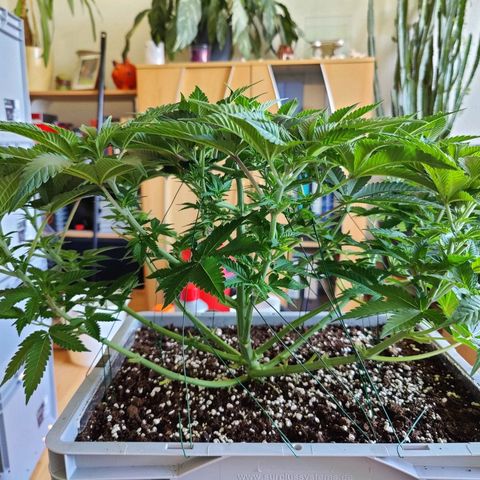 Cherry Pie growlog timeline photo