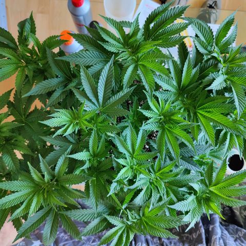 Cherry Pie growlog timeline photo