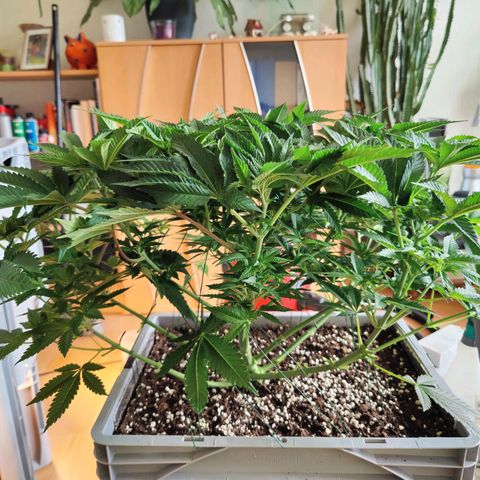 Cherry Pie growlog timeline photo
