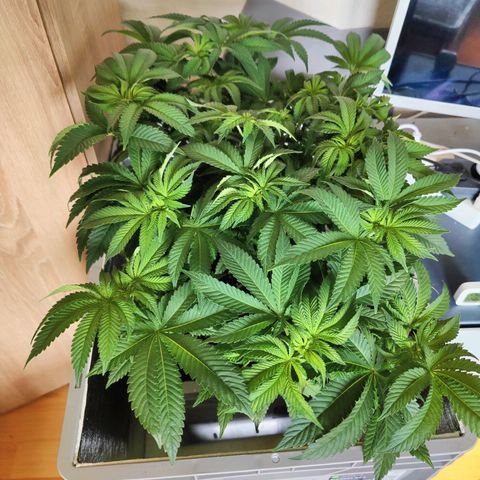 Cherry Pie growlog timeline photo