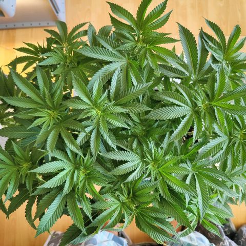 Cherry Pie growlog timeline photo