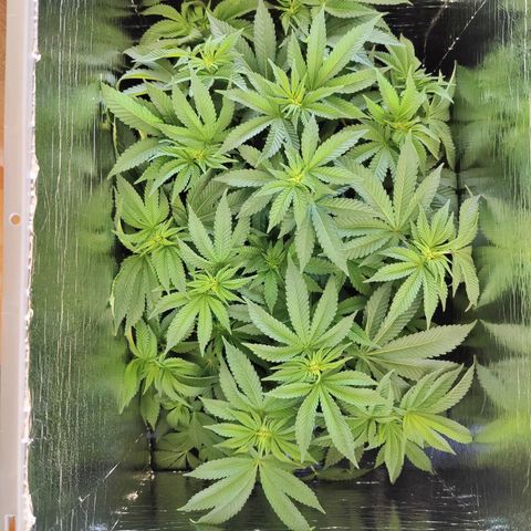 Cherry Pie growlog timeline photo