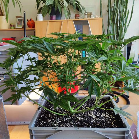 Cherry Pie growlog timeline photo