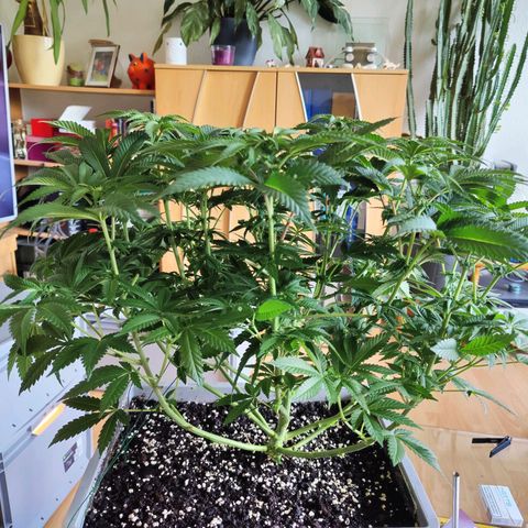 Cherry Pie growlog timeline photo