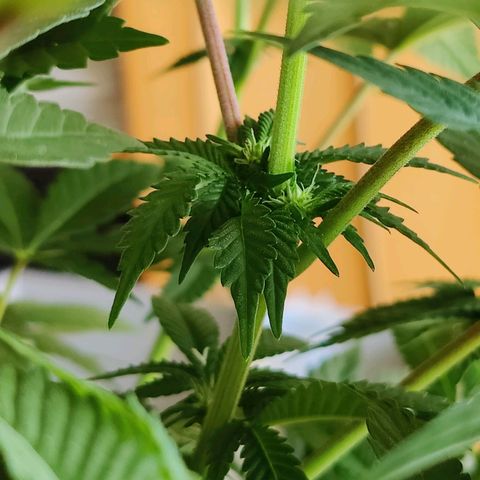 Cherry Pie growlog timeline photo