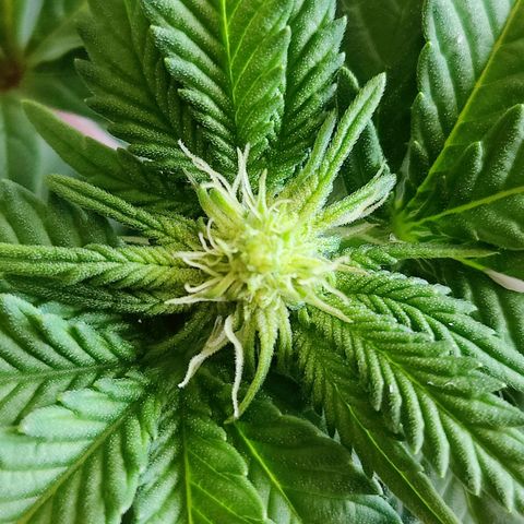 Cherry Pie growlog timeline photo