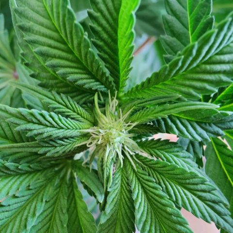 Cherry Pie growlog timeline photo