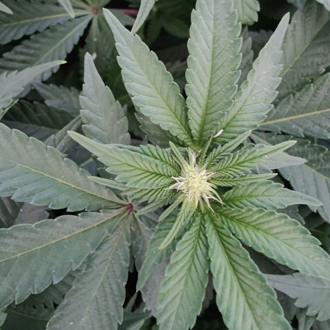 Cherry Pie growlog timeline photo