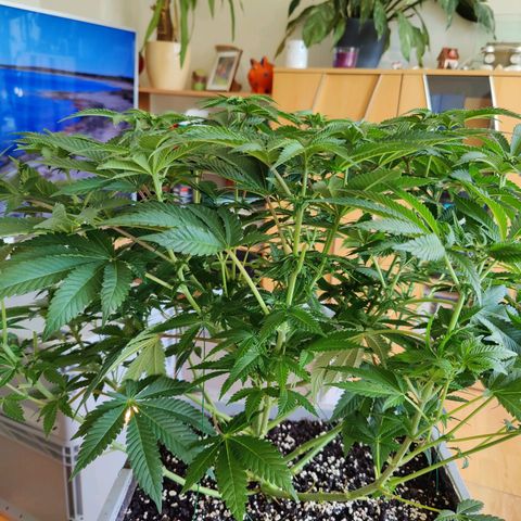 Cherry Pie growlog timeline photo
