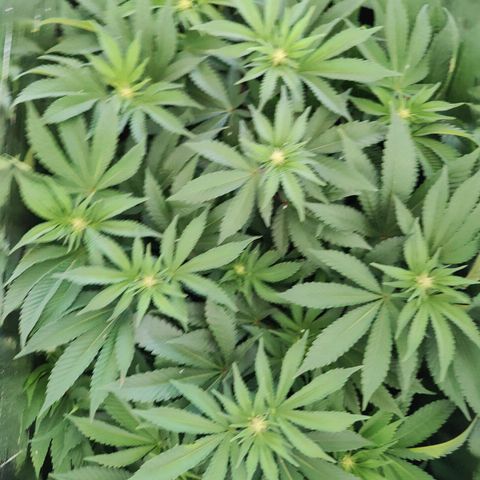 Cherry Pie growlog timeline photo