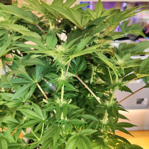 Cherry Pie growlog timeline photo