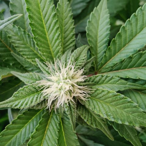 Cherry Pie growlog timeline photo