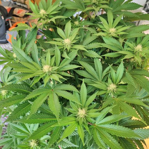 Cherry Pie growlog timeline photo
