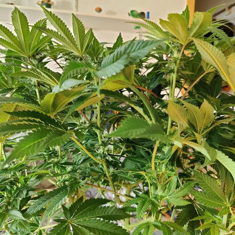 Cherry Pie growlog timeline photo