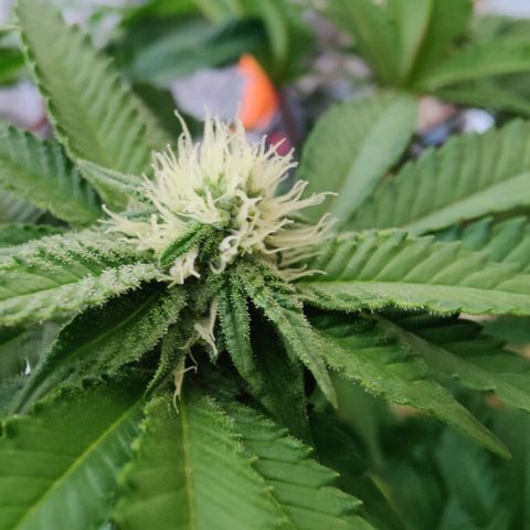 Cherry Pie growlog timeline photo