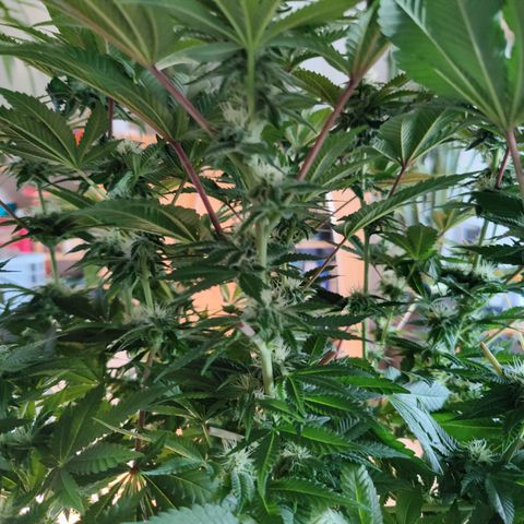 Cherry Pie growlog timeline photo