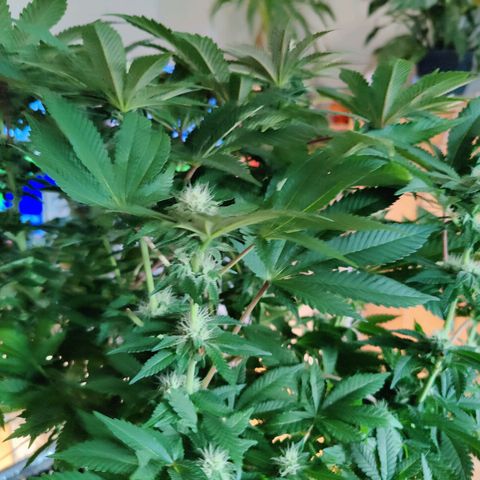 Cherry Pie growlog timeline photo
