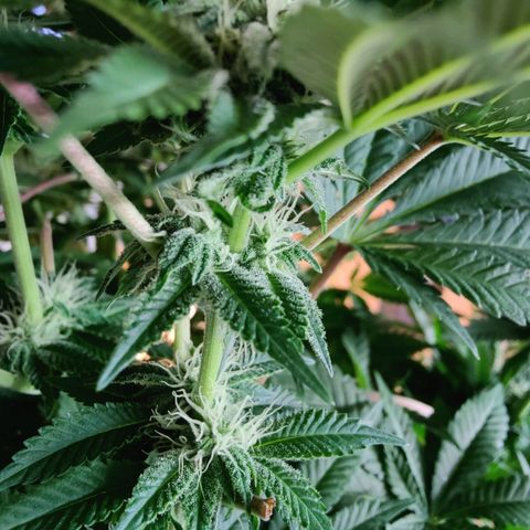 Cherry Pie growlog timeline photo