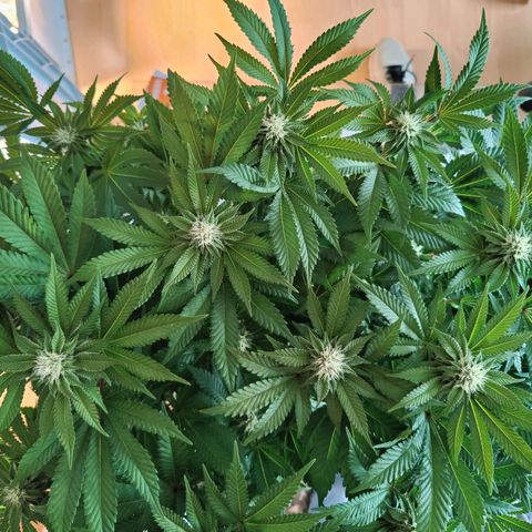 Cherry Pie growlog timeline photo
