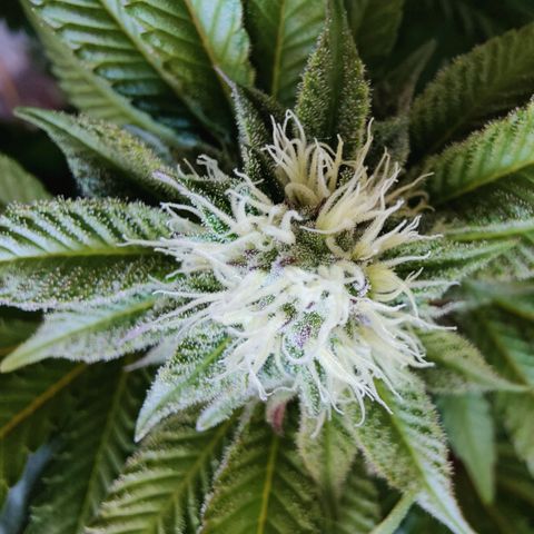 Cherry Pie growlog timeline photo
