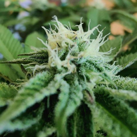 Cherry Pie growlog timeline photo