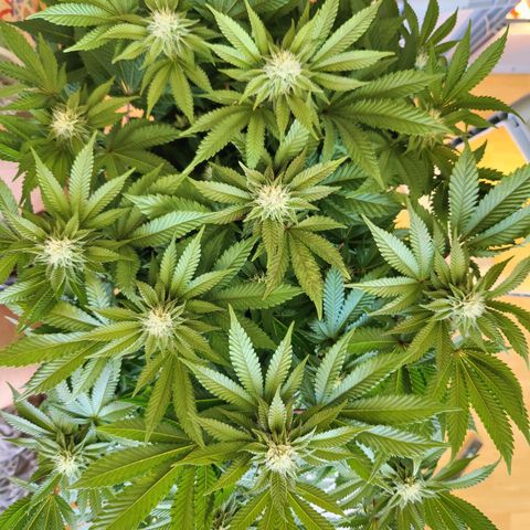 Cherry Pie growlog timeline photo