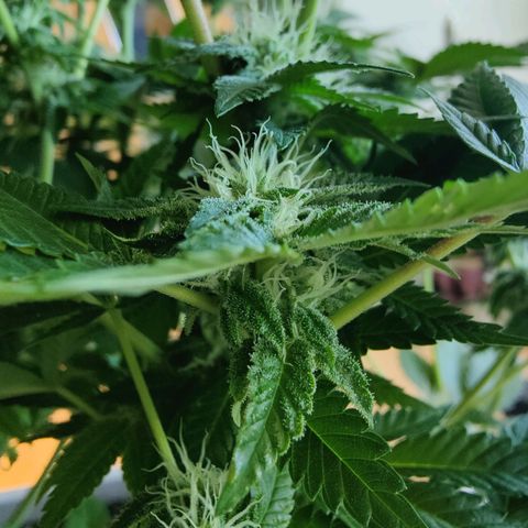 Cherry Pie growlog timeline photo
