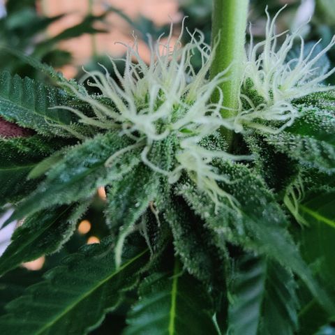 Cherry Pie growlog timeline photo