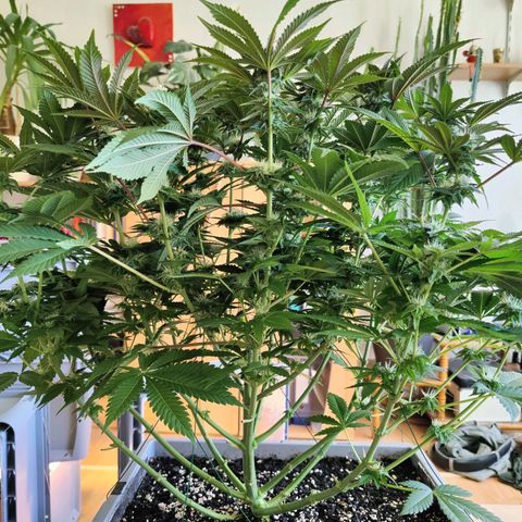 Cherry Pie growlog timeline photo