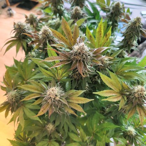 Cherry Pie growlog timeline photo