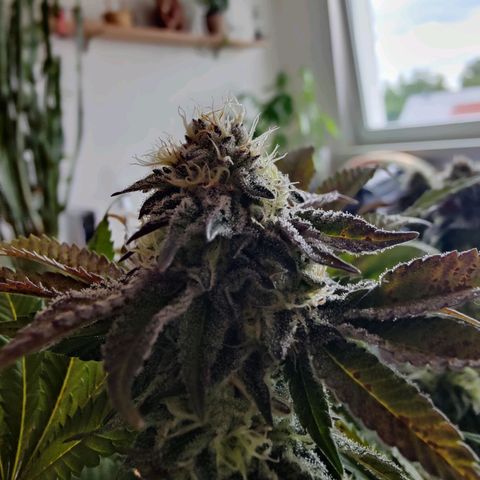 Cherry Pie growlog timeline photo