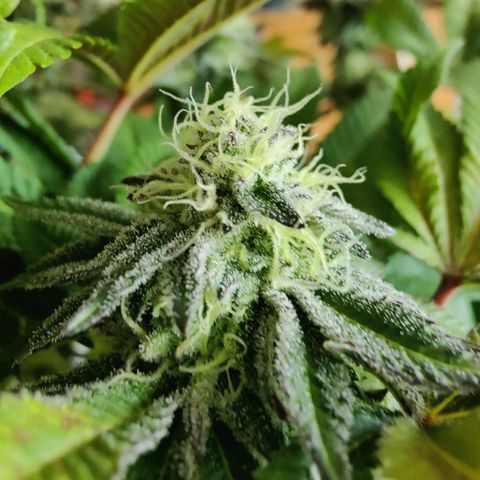Cherry Pie growlog timeline photo