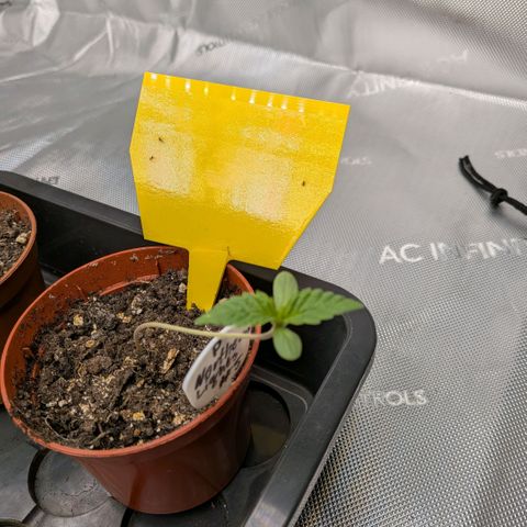 Northern Lights #5 X Haze #1 growlog timeline photo