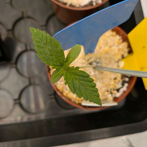 Northern Lights #5 X Haze #1 growlog timeline photo