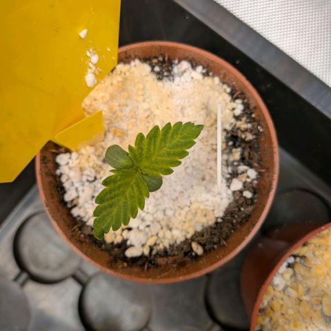 Northern Lights #5 X Haze #2 growlog timeline photo