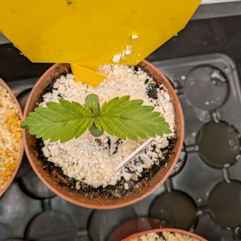 Northern Lights #5 X Haze #2 growlog timeline photo