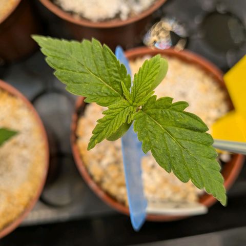 Northern Lights #5 X Haze #1 growlog timeline photo